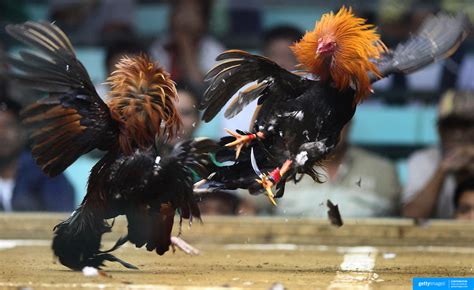 fighting cock forum